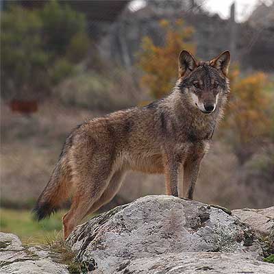Herrera defenderá hoy en la UE la minería y la caza del lobo al sur del Duero